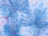 web-3-grands-fleurs-2